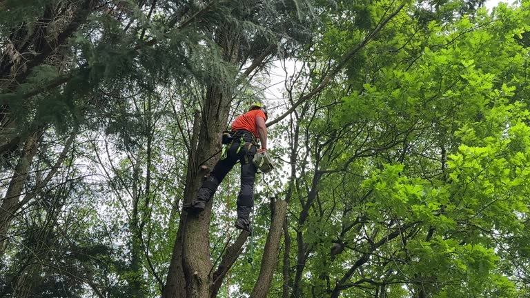Best Tree Disease Treatment  in Yalaha, FL